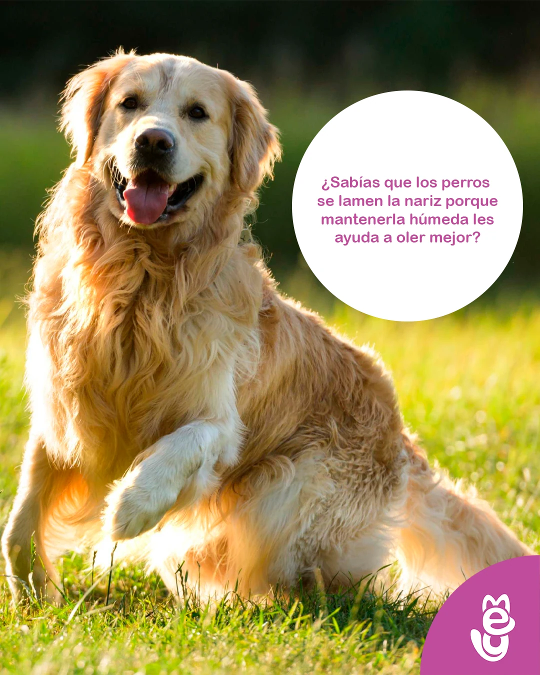 MeyPet: publicación informativa sobre perros